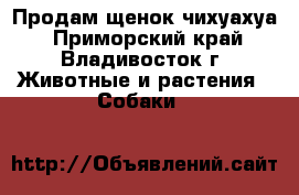 Продам щенок чихуахуа - Приморский край, Владивосток г. Животные и растения » Собаки   